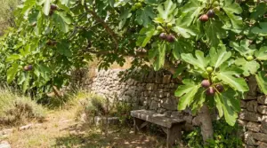 Albero di fico in giardino con frutti maturi, foglie ampie e panchina all’ombra vicino a un muretto in pietra