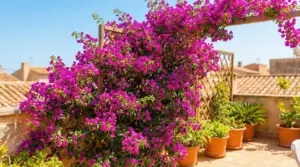 Bougainvillea rigogliosa su pergolato in terrazzo assolato, ideale come schermo naturale contro sole e caldo