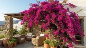 Bouganville fucsia rigogliosa in fiore su una terrazza soleggiata accanto a una casa in pietra