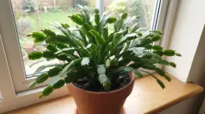 Cactus di Natale in vaso sul davanzale con numerosi boccioli pronti a fiorire