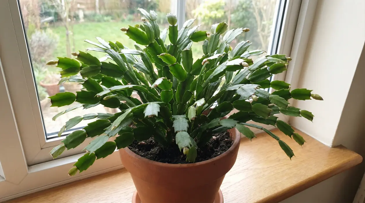 Cactus di Natale in vaso sul davanzale con numerosi boccioli pronti a fiorire