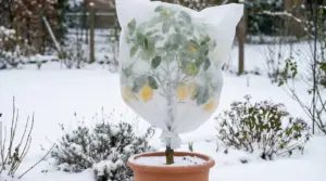 Pianta di limone in vaso coperta con telo protettivo contro il gelo in un giardino innevato