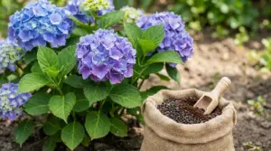Ortensia viola e blu in fiore accanto a un sacco di concime naturale in giardino