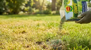 Mano con guanto sparge concime granulare su un prato giallo e diradato in giardino