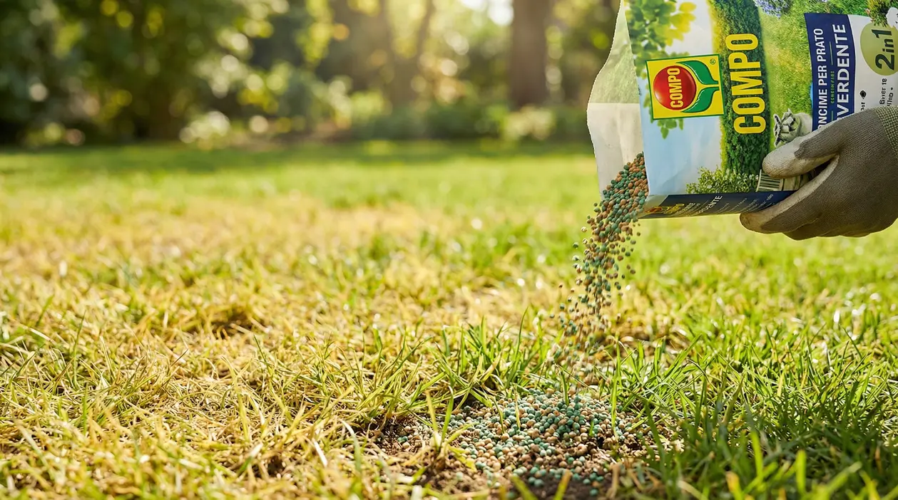 Mano con guanto sparge concime granulare su un prato giallo e diradato in giardino