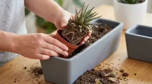 Persona rinvasa una pianta grassa con radici fitte in un vaso più grande per favorire la crescita