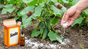 Lumache su una pianta di cetrioli mentre una mano sparge polvere naturale sul terreno dell’orto