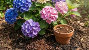 Ortensie blu, rosa e viola in giardino con fondi di caffè sul terreno e vaso di terracotta accanto