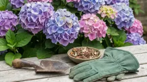 Ortensie rosa e viola in fiore con guanti da giardinaggio, paletta e pacciamatura su un tavolo di legno