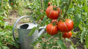 Pomodori maturi spaccati sulla pianta nell’orto, con annaffiatoio sullo sfondo