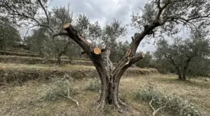 Ulivo in oliveto con grossi rami appena tagliati, esempio di potatura drastica in un periodo rischioso