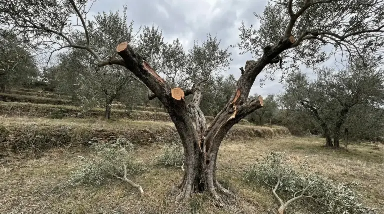 Ulivo in oliveto con grossi rami appena tagliati, esempio di potatura drastica in un periodo rischioso
