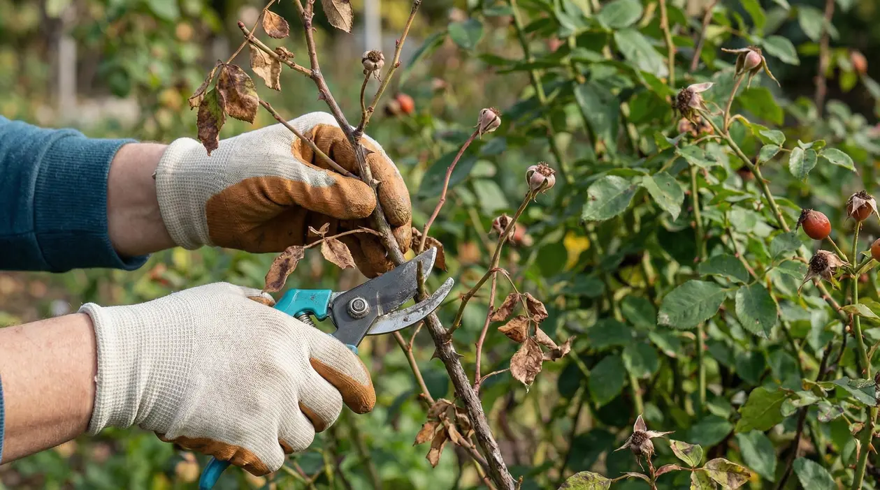 Mani con guanti potano un cespuglio di rose con cesoie, tagliando rami secchi in giardino