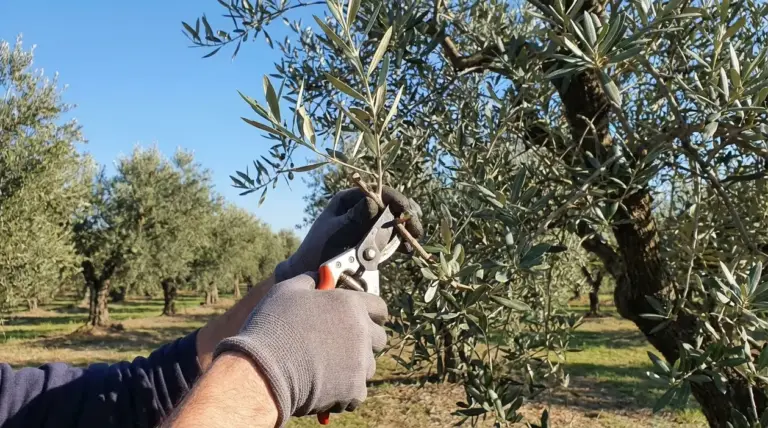 Persona con cesoie mentre pota un ramo di ulivo in un oliveto