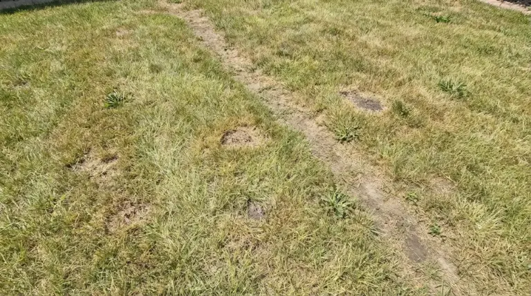 Prato ingiallito con chiazze secche e zone diradate, segni di stress e possibili problemi del terreno