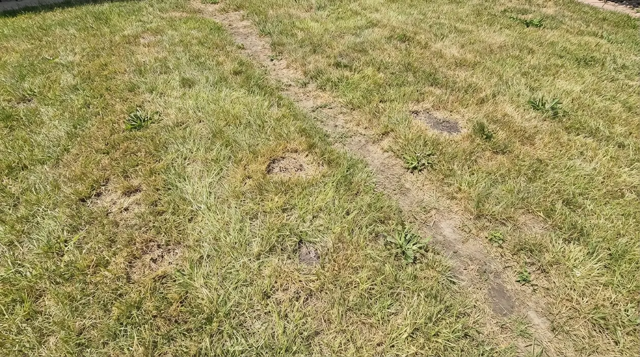 Prato ingiallito con chiazze secche e zone diradate, segni di stress e possibili problemi del terreno