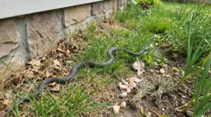 Serpente in giardino vicino al muro di casa, tra erba alta, foglie secche e spicchi d'aglio sul terreno