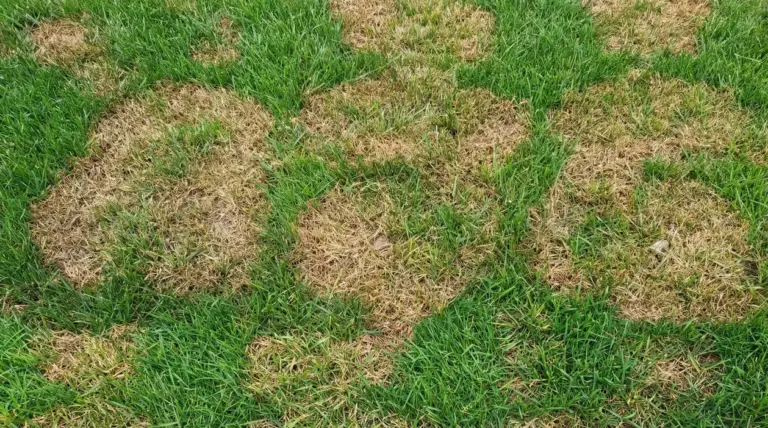 Prato con chiazze secche e ingiallite alternate ad aree verdi